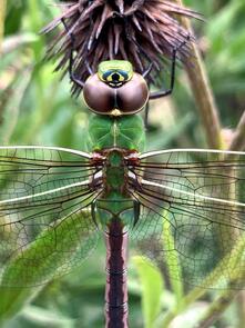 Close up of dragonfly's third eye
